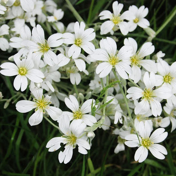 Gypsophila Weiß Blumensamen zur Aussaat – ideal Bouquets