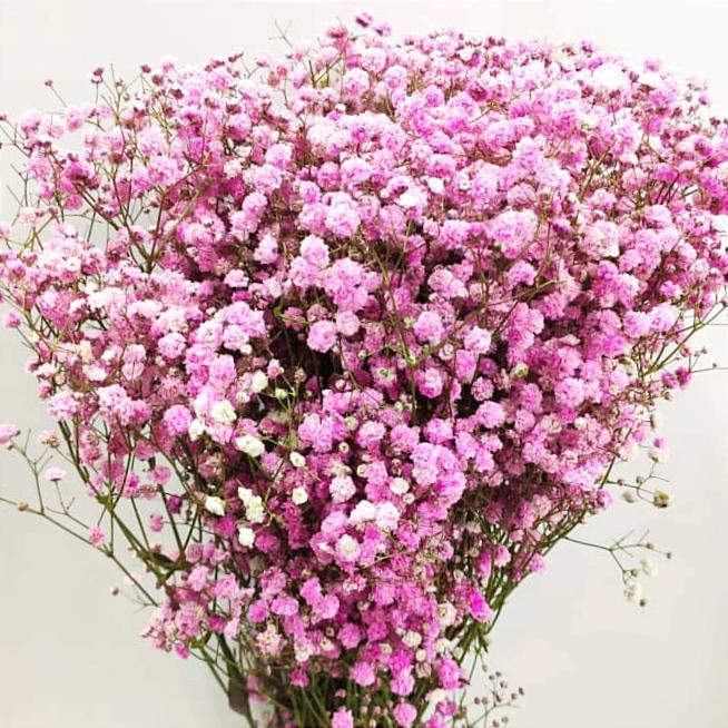 Gypsophila paniculata blume samen for anpflanzung