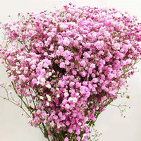 Gypsophila paniculata blume samen for anpflanzung