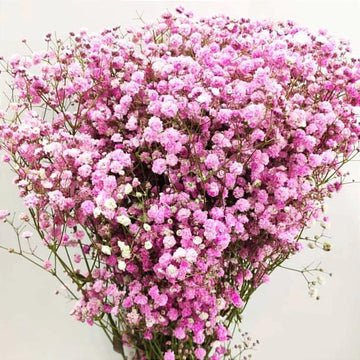 Gypsophila paniculata blume samen for anpflanzung