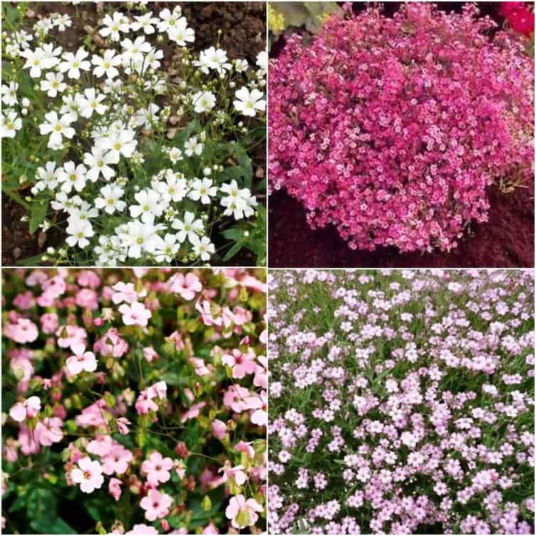 How to grow gypsophila paniculata blumen