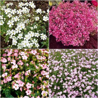 How to grow gypsophila paniculata blumen