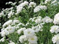Weiß Gypsophila Snowflake Blumensamen zur Aussaat – Schnitt Blume beliebt – Traditionssorte & ohne Gentechnik Samen Hausgarten