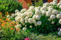 Annabelle Blumensamen zur Aussaat Garten beliebt Traditionssorte & ohne Gentechnik Samen Hausgarten