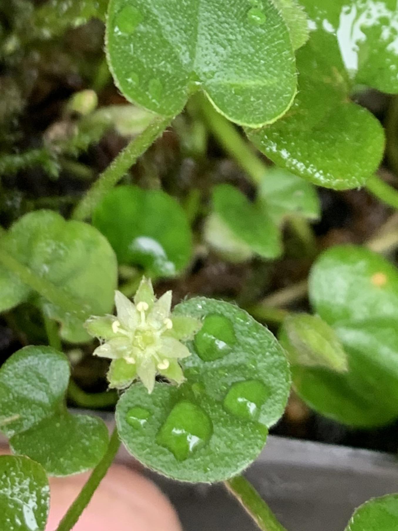 Traditionssorte Dichondra Blumensamen zur Aussaat leuchtend Traditionssorte & ohne Gentechnik Samen Hausgarten