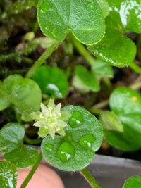 Rosa Dichondra Repens Blumensamen zur Aussaat – ideal Rabatten – Traditionssorte & ohne Gentechnik Samen Hausgarten