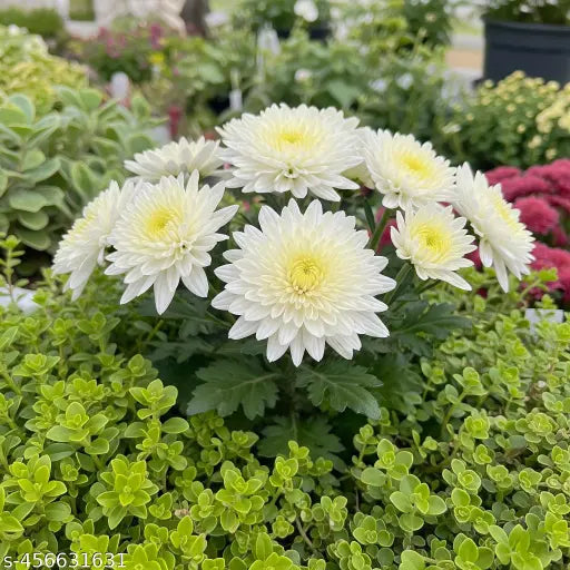 Grün Weiß Chrysantheme Blumensamen zur Aussaat – leuchtend Blüten – Traditionssorte & ohne Gentechnik Samen Hausgarten
