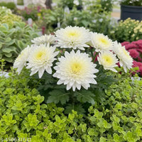 Grün Weiß Chrysantheme Blumensamen zur Aussaat – leuchtend Blüten – Traditionssorte & ohne Gentechnik Samen Hausgarten