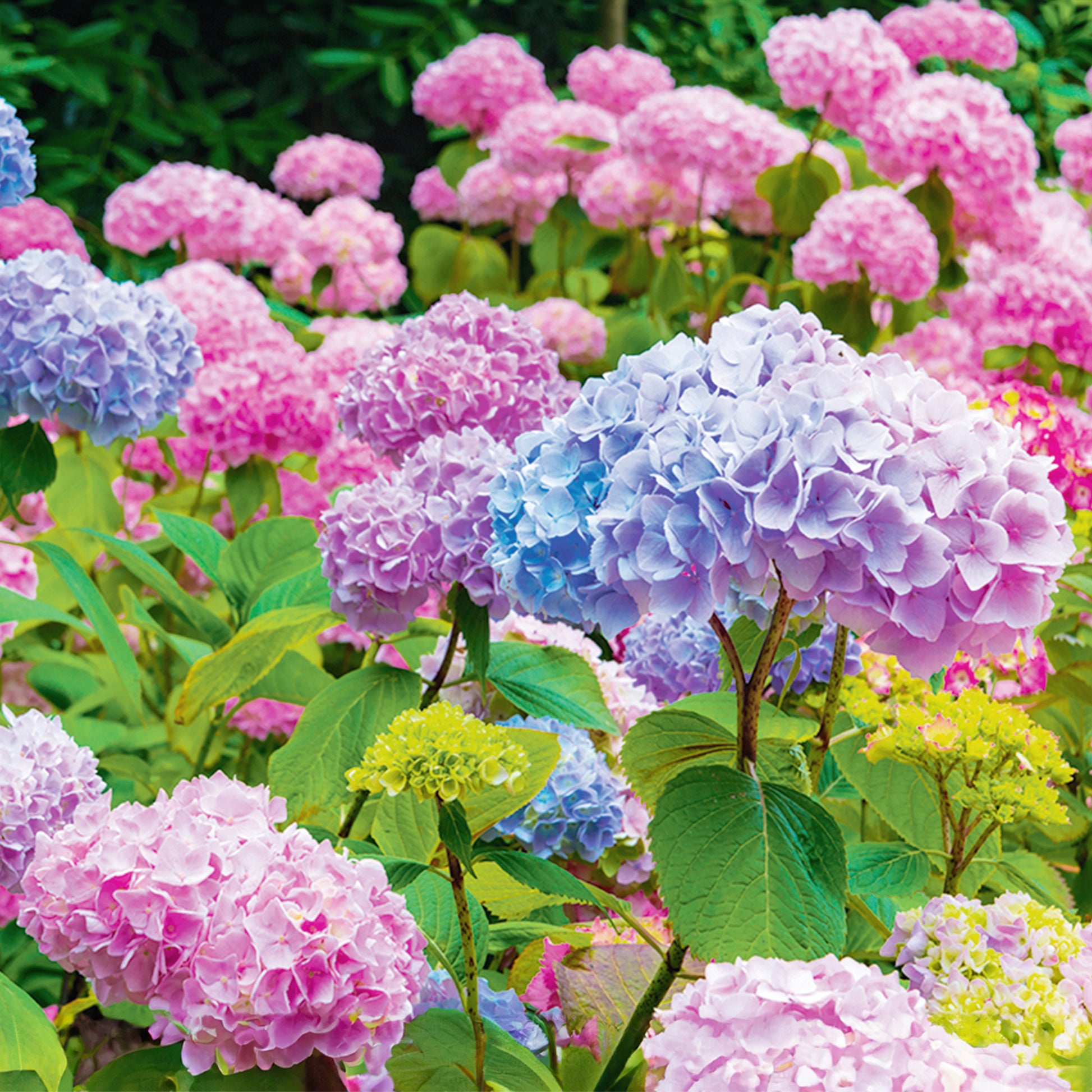 hell Rosa Hortensie Blumensamen zur Aussaat robust Sorte Traditionssorte & ohne Gentechnik Samen Hausgarten