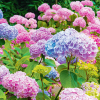 hell Rosa Hortensie Blumensamen zur Aussaat robust Sorte Traditionssorte & ohne Gentechnik Samen Hausgarten