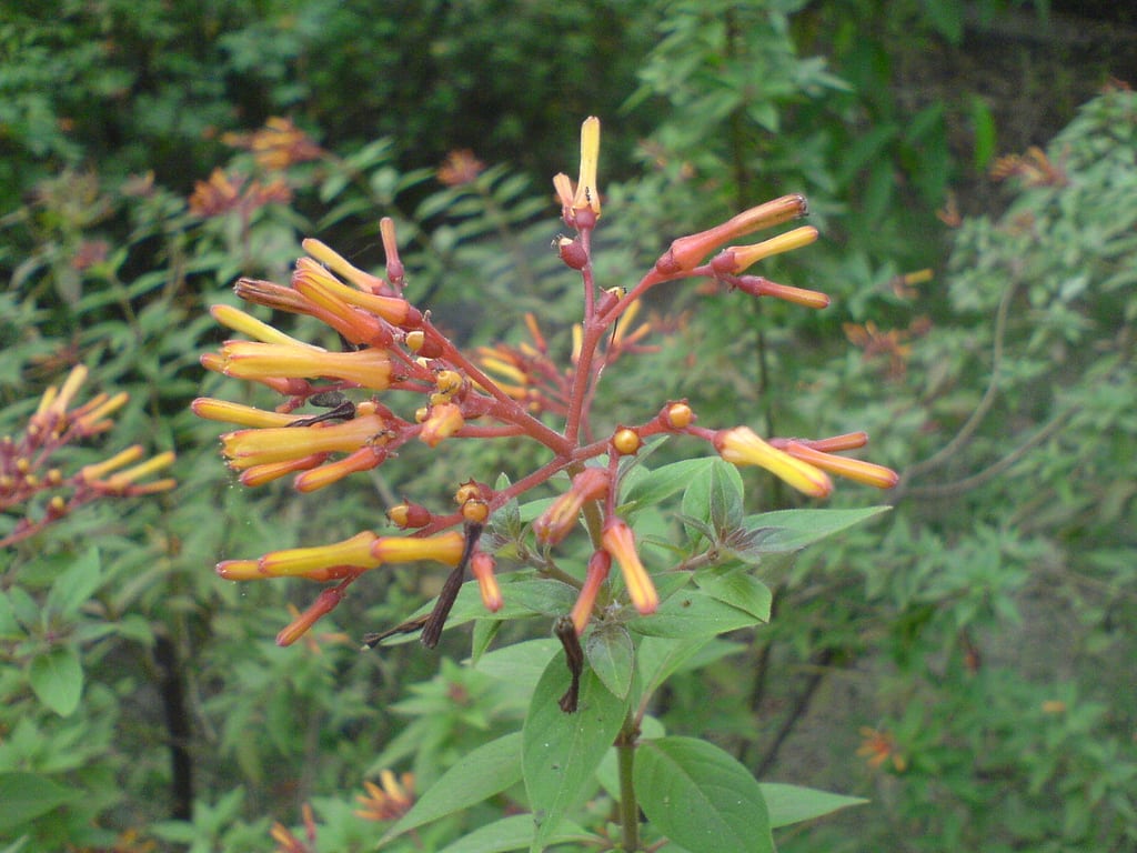 Rosa Firebush Blumensamen zur Aussaat – hochwertige Qualitäts- – Traditionssorte & ohne Gentechnik Samen Hausgarten