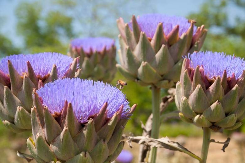 Cynara Blumensamen zur Aussaat – robust Sorte – Traditionssorte & ohne Gentechnik Samen Hausgarten