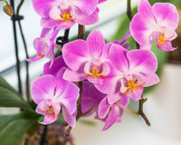 klein Rosa Orchidee Blumensamen zur Aussaat