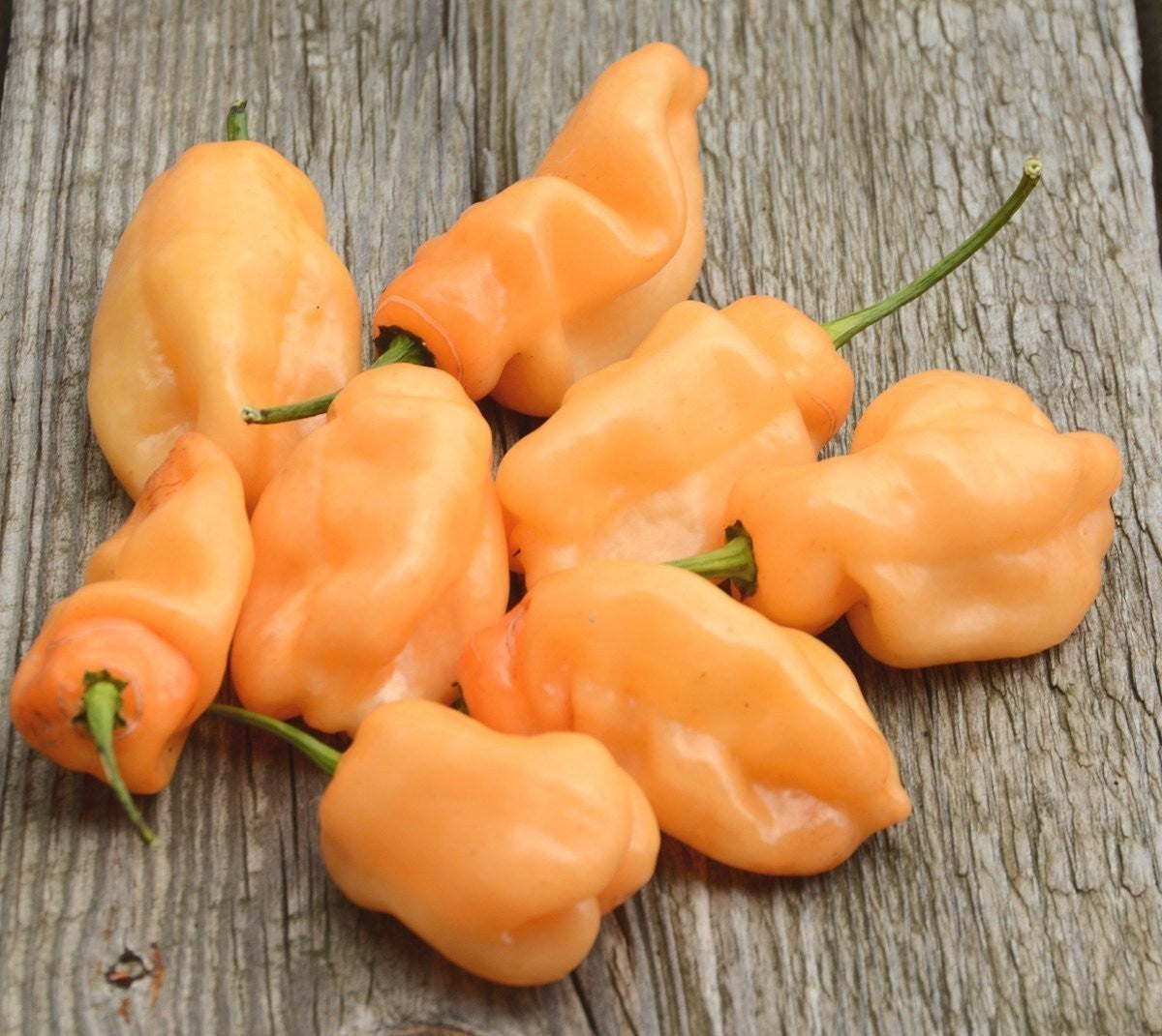 Vigorous habanero chili pflanze gezogen aus samen