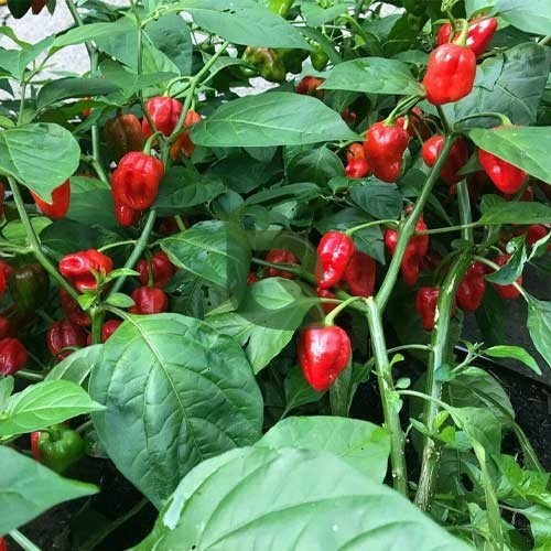 Healthy habanero chili pflanzen wachsend in full sun