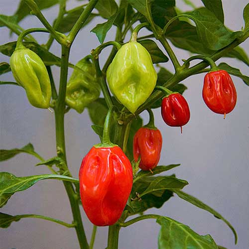 Habanero chili pflanzen thriving in raised garten beds