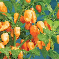 Habanero chili samen für aussaat in home gardens
