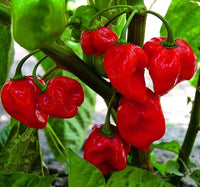 Non-gmo habanero chili samen für aussaat in home gardens