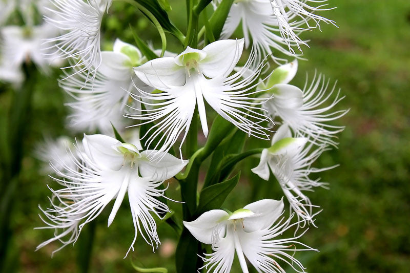 Japanese Radiata Blumensamen zur Aussaat – Anzucht – Traditionssorte & ohne Gentechnik Samen Hausgarten