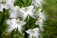 Japanese Radiata Blumensamen zur Aussaat – Anzucht – Traditionssorte & ohne Gentechnik Samen Hausgarten