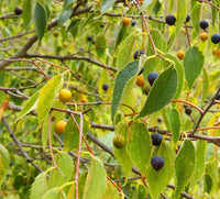 Hackberry Fruchtsamen für einfaches Anpflanzen