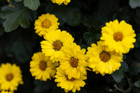 Hairy Golden Aster Samen Chrysopsis heterotheca producing native yellow blooms