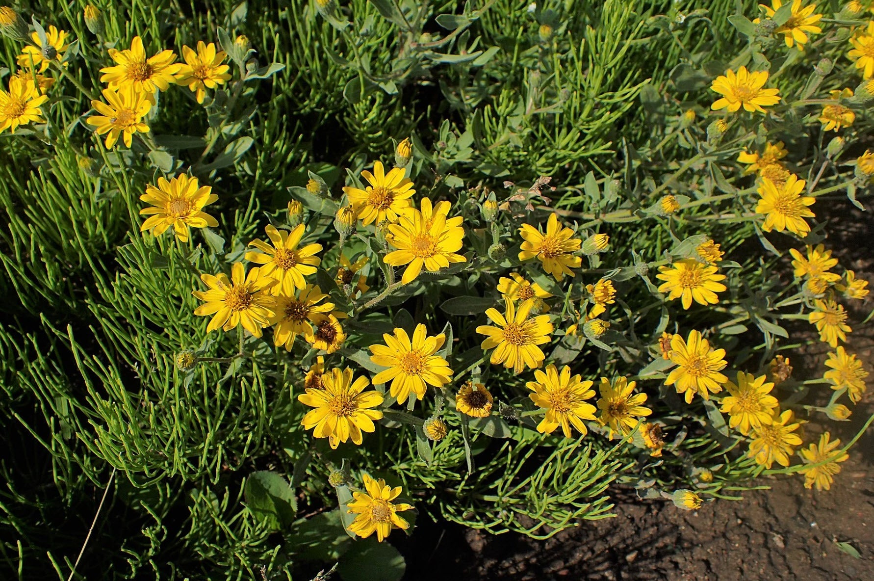 Drought-tolerant Hairy Golden Aster Pflanzen thriving from Samen