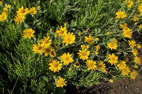 Drought-tolerant Hairy Golden Aster Pflanzen thriving from Samen