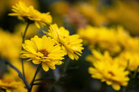 Native perennial Hairy Golden Aster Pflanzen grown from gentechnikfrei Samen