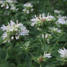 Hairy Mountain Mint Anbau in native wildflower Garten
