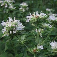 Hairy Mountain Mint Anbau in native wildflower Garten