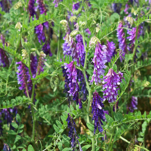 Lila Vetch Blumensamen zur Aussaat – leuchtend Blüten – Traditionssorte & ohne Gentechnik Samen Hausgarten