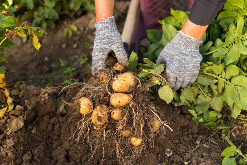 Hell Gelb Potato Samen für einfache Aussaat