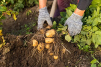 Hell Gelb Potato Samen für einfache Aussaat