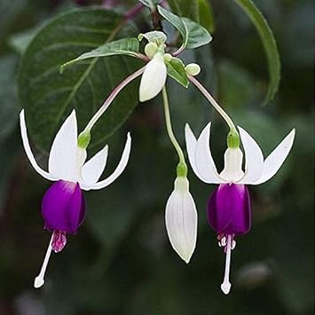Fuchsia samen for hanging baskets and containers