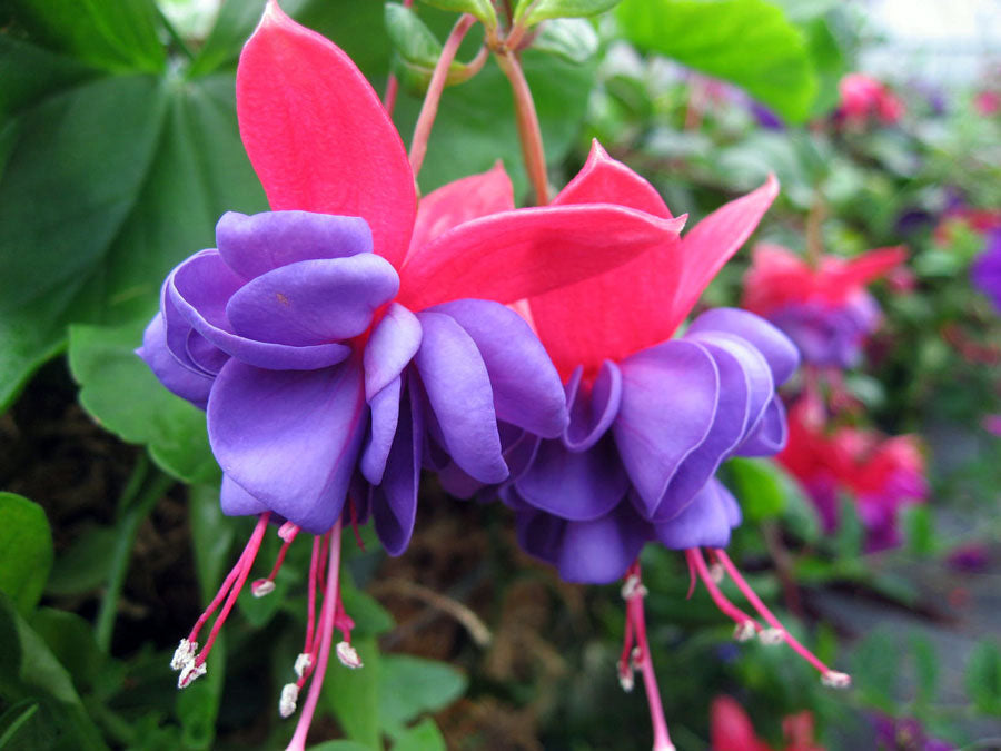 Rot blau fuchsia blumen in hanging baskets