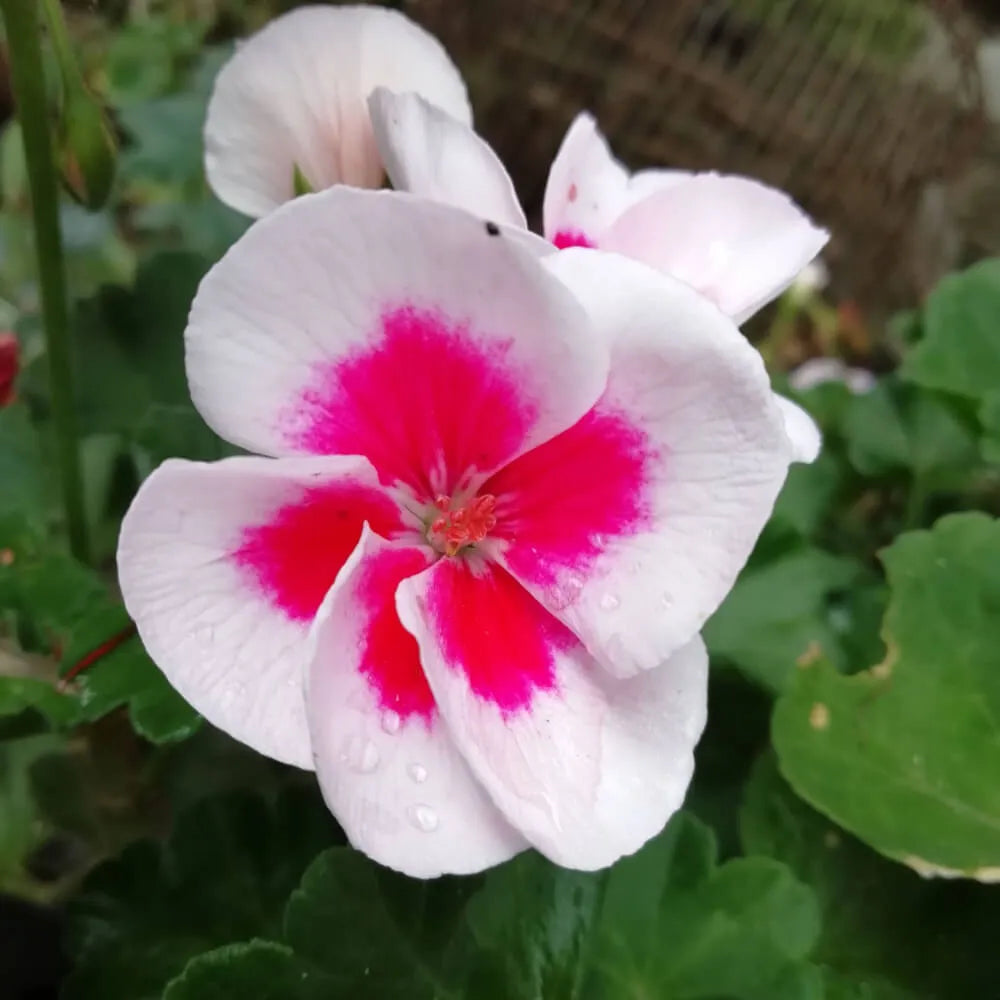 Hanging basket geranium blumen in weiß and rosa shades