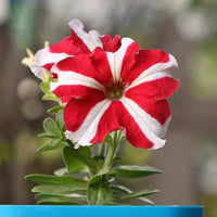 Hanging basket with rot and weiß oblique petunia blumen