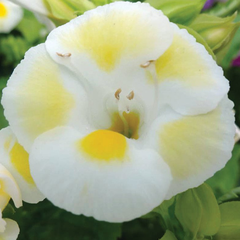 Torenia kauai blumen in hanging basket