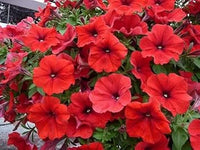 Velour petunia in hanging baskets