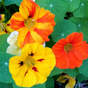 Gelb tropaeolum majus in hanging basket