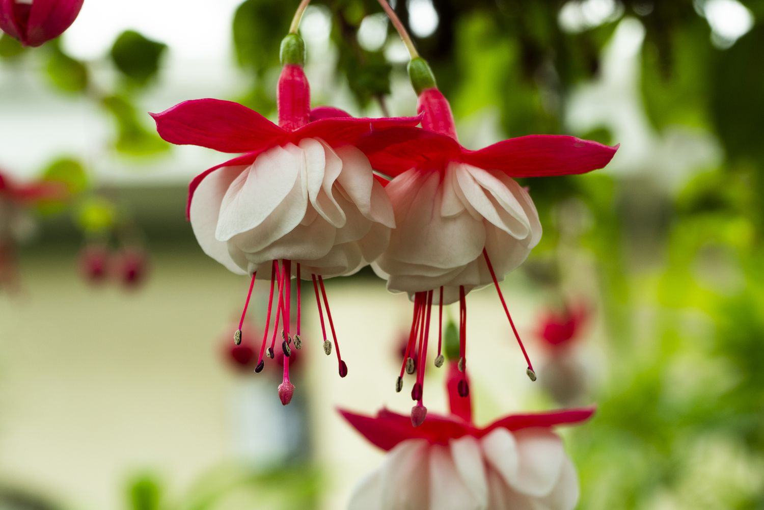 Hanging fuchsia blumen in garten