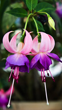 Hanging double petal fuchsia pflanzen