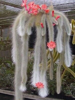 Hanging monkey tail cactus with cascading stems