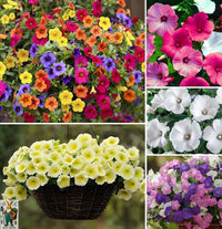 Hanging petunia blume samen with blau and gelb blooms
