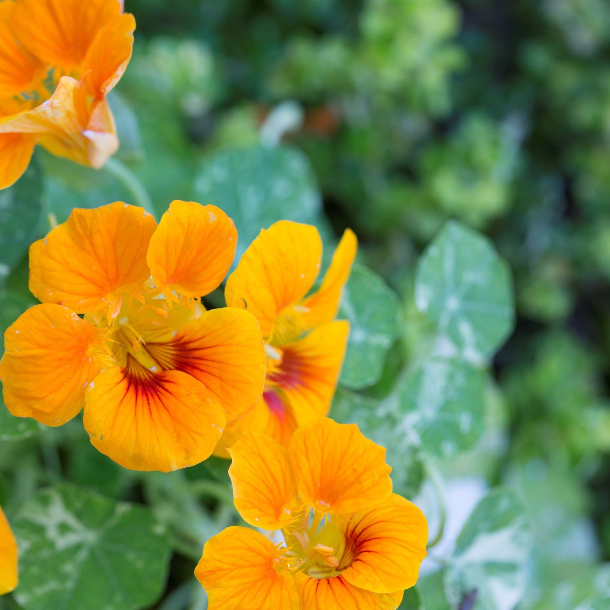 Nasturtium wachsend in hanging töpfen