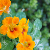 Nasturtium wachsend in hanging töpfen