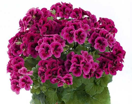 Hanging lila geranium pflanzen for baskets and containers