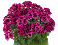 Hanging lila geranium pflanzen for baskets and containers