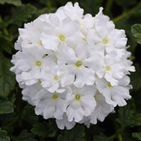 Hanging basket with weiß verbena blumen